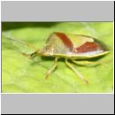 Piezodorus lituratus - Ginster-Baumwanze 02.jpg